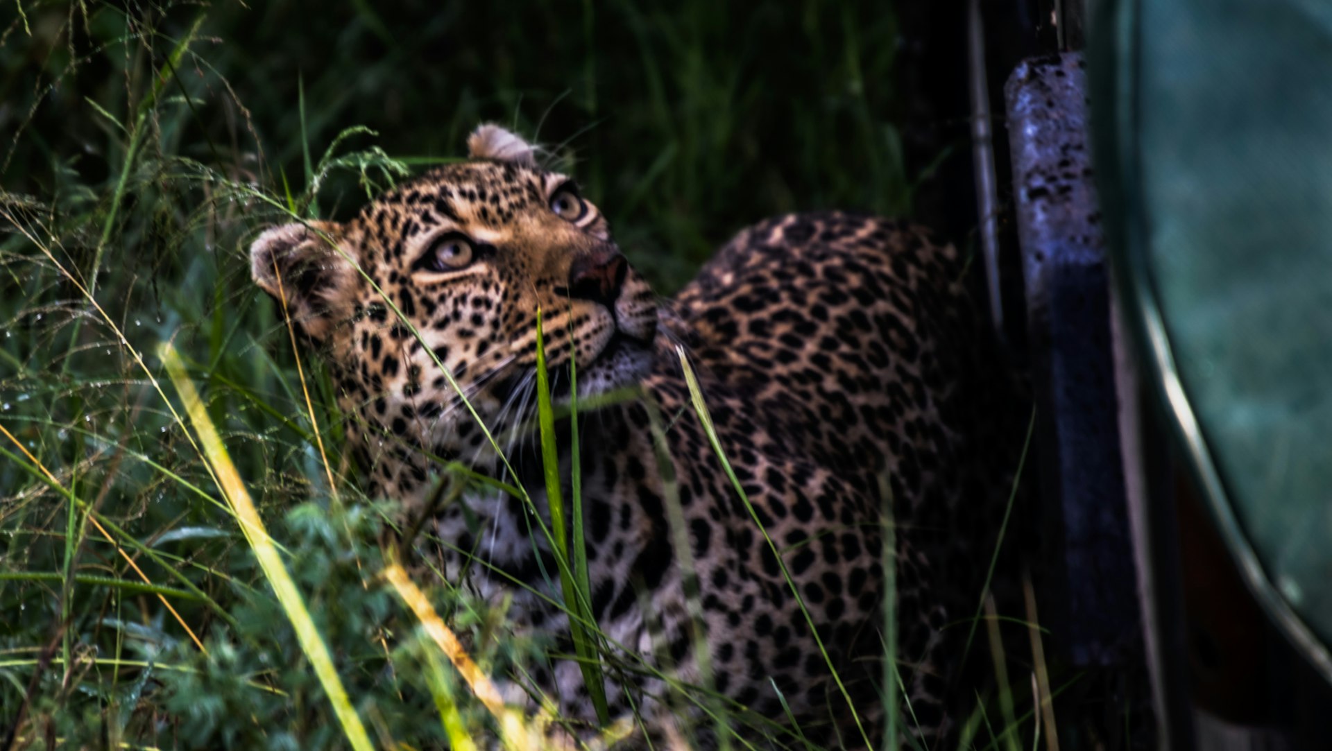 Edge AI: Transforming Wildlife Conservation Monitoring with Real-Time, Smart Solutions