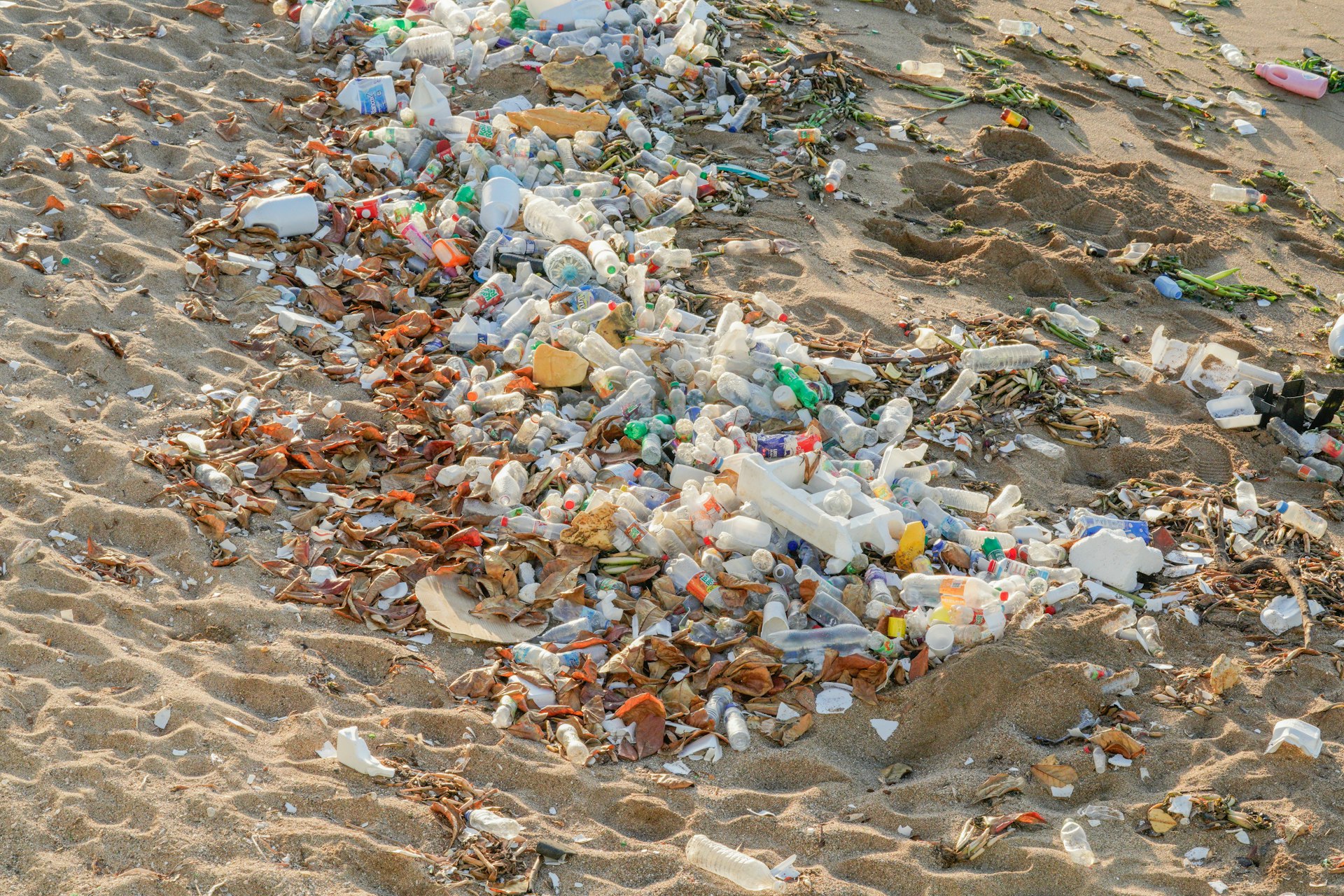 Understanding the Impact of Microplastics on Marine Ecosystems: Risks, Effects, and Actionable Solutions